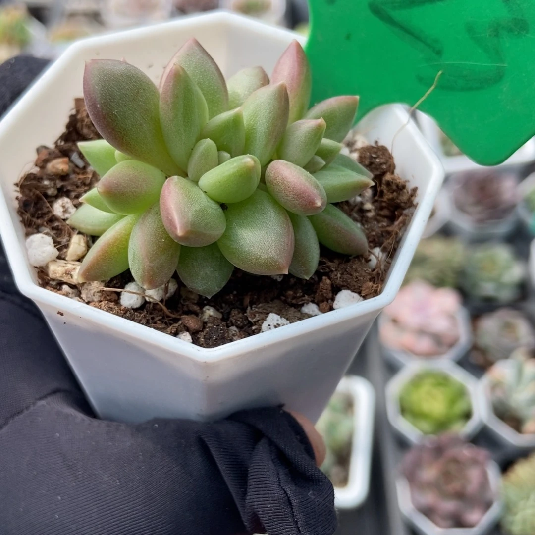 923迷雾泡泡多肉植物