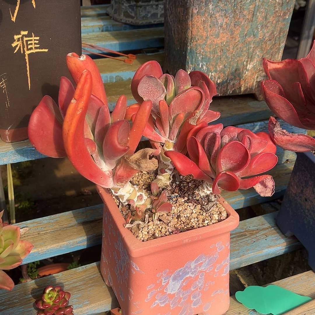 火狐狸裸根发货。