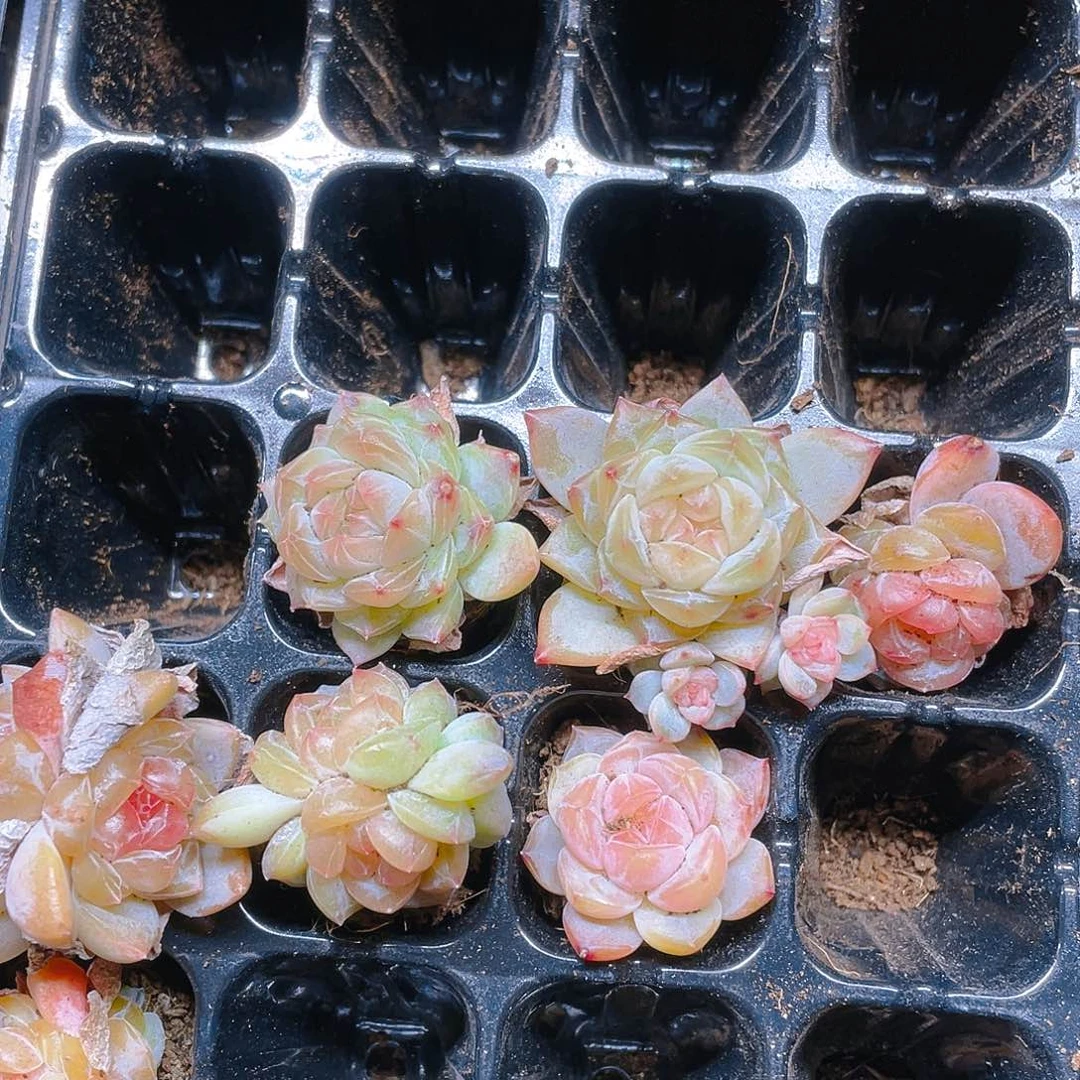 糖心5号穴一个满25包邮