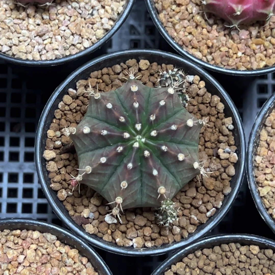 萨拉曼尼侧芽自根带盆土发货