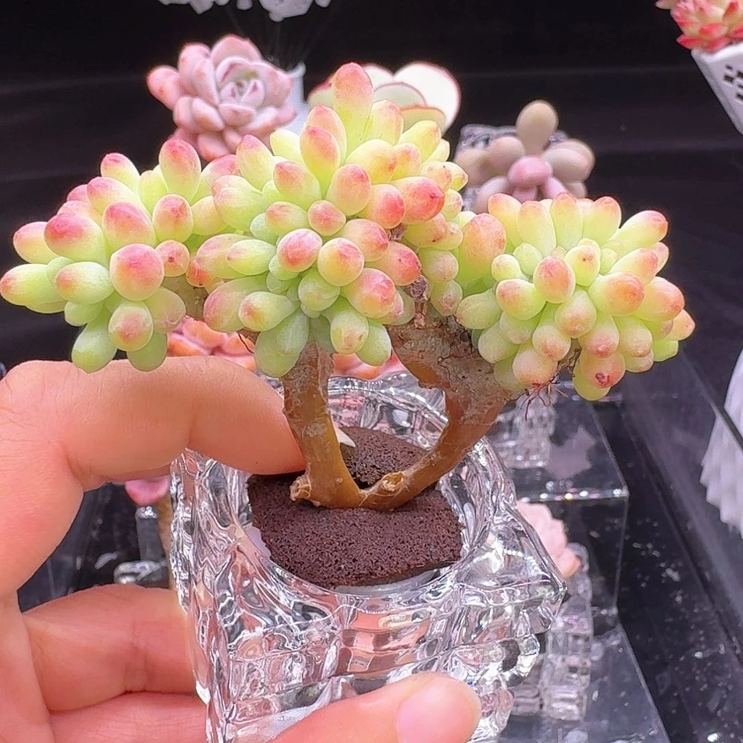 无土栽培乙女心1颗