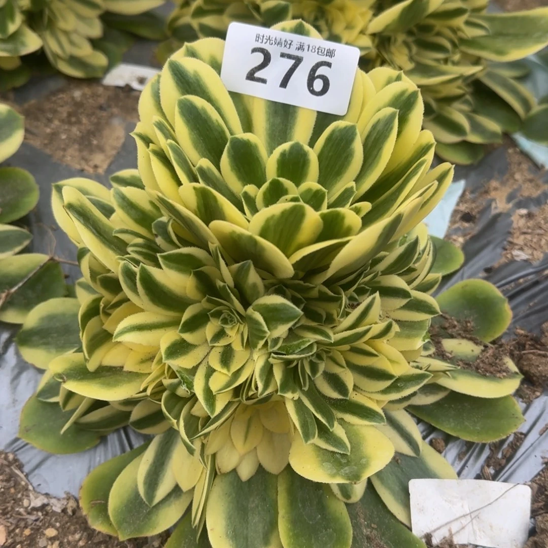 276辛尼亚多肉植物