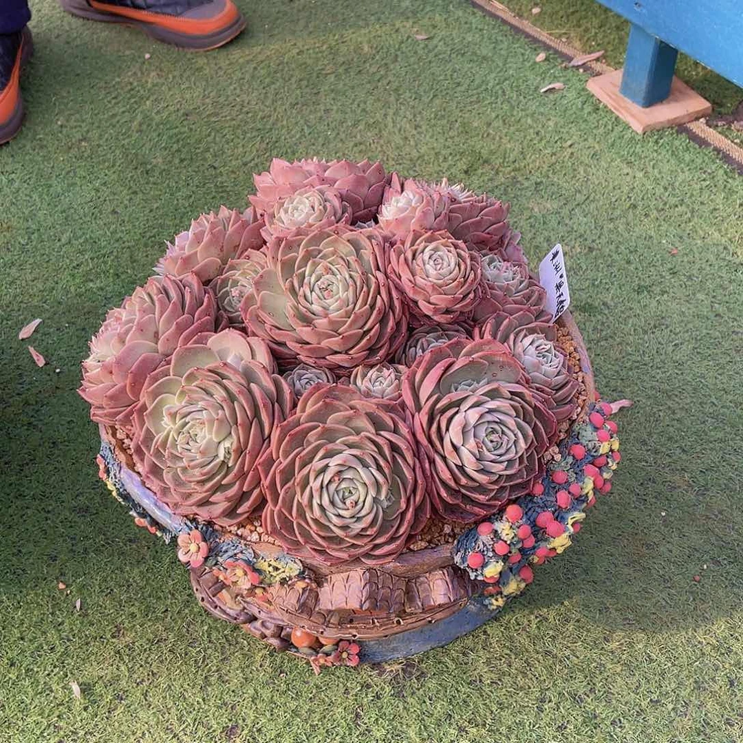 ?*然多肉澳洲黑天鹅不带盆安