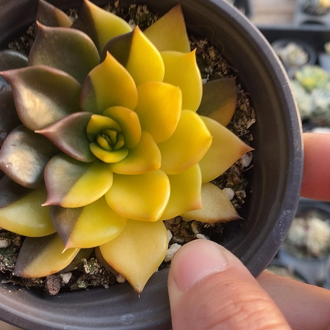 390黑王子锦阴阳同体多肉植物