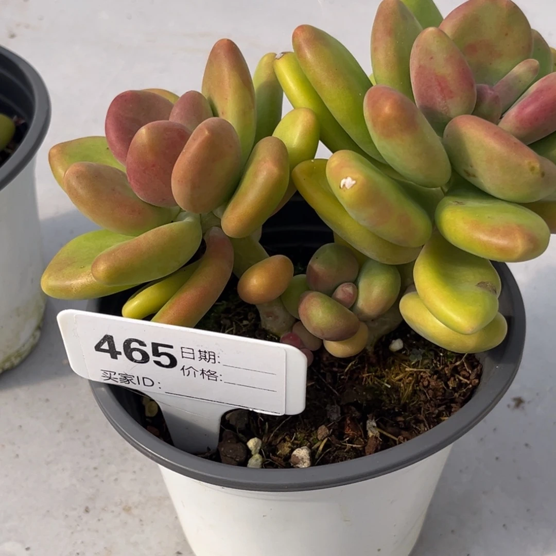 芒果奶多肉植物465