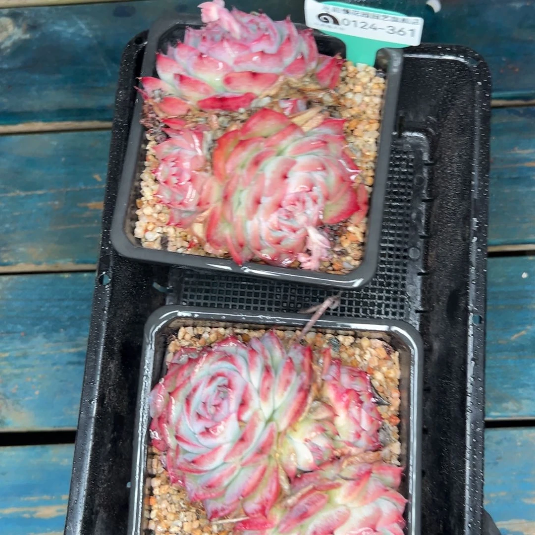 多肉一物一拍-0124-361