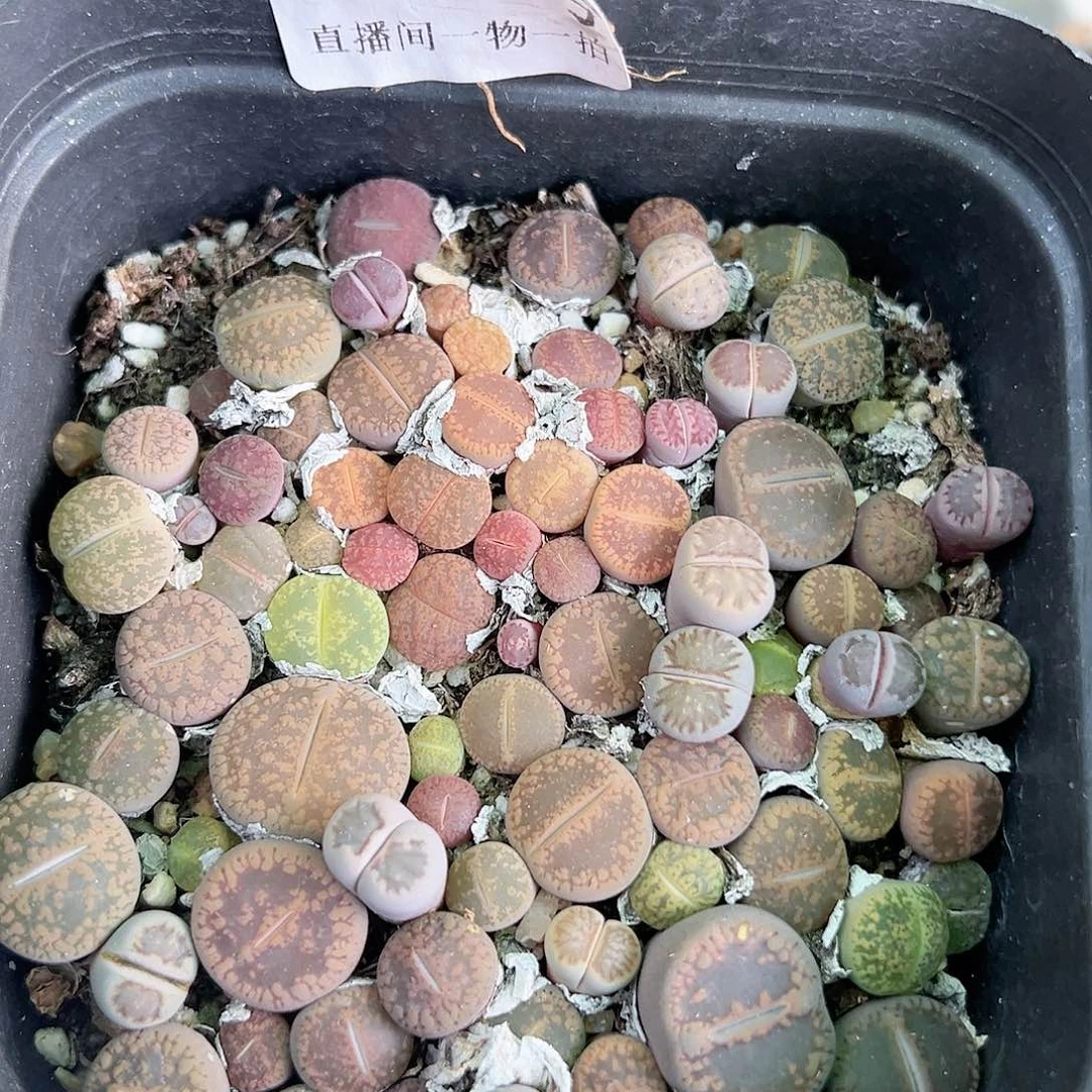 8701 好养易活生石花大母本10cm盆切糕