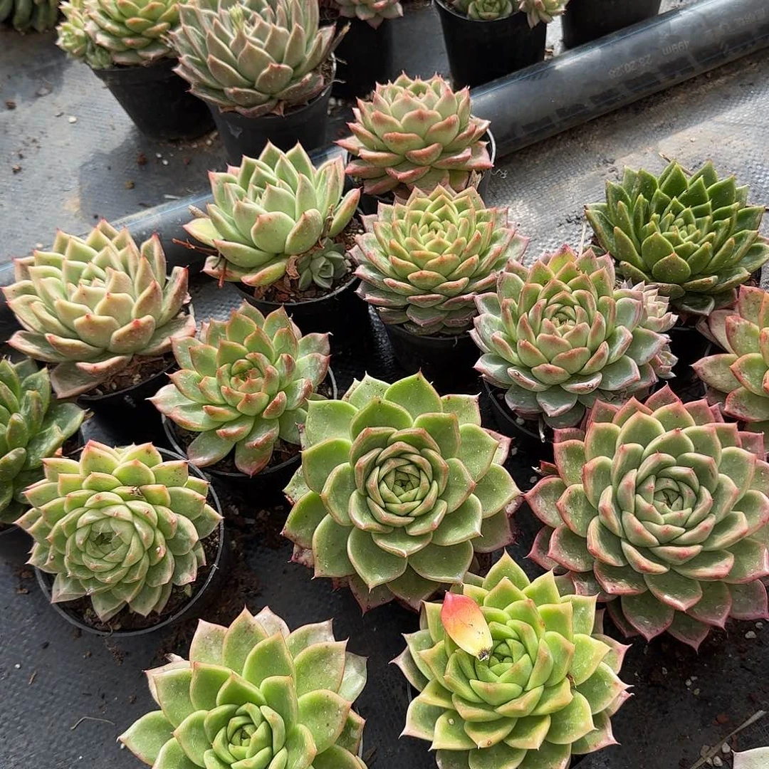 麦秆10cm盆脱土发货三颗量拍1-44