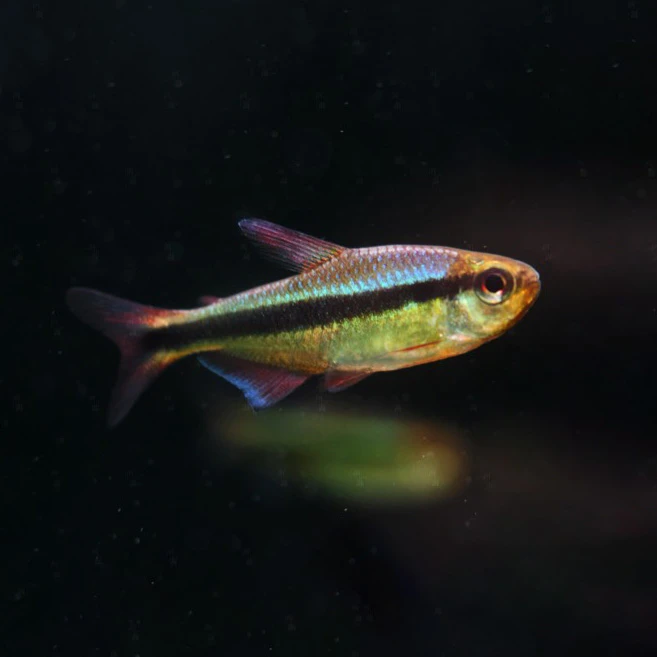 精选幻彩青魔鬼灯公鱼