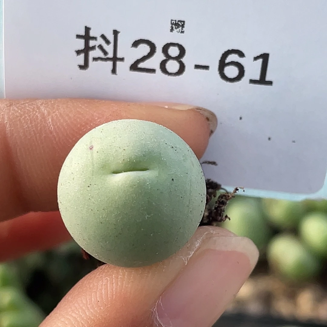 28-61鸽子蛋多肉植物