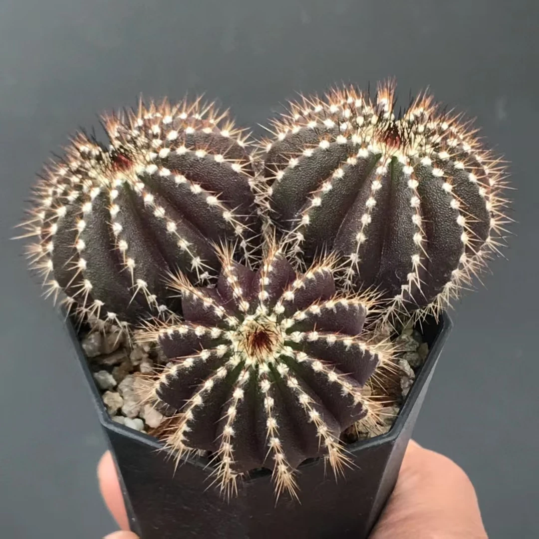 仙人球一物一拍 价格按直播间主播说的去拍