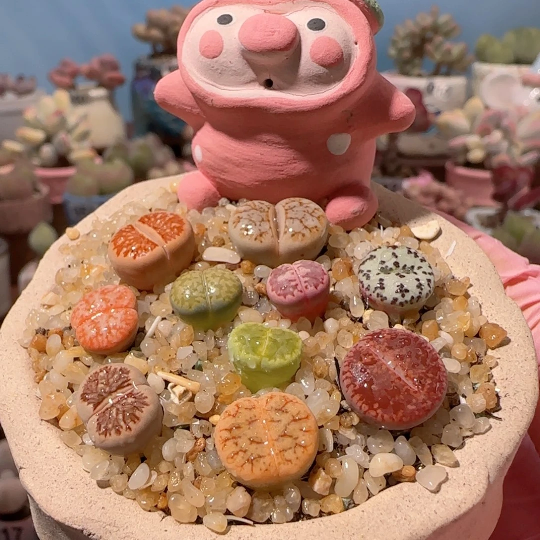 生石花拼盆组合 不含盆