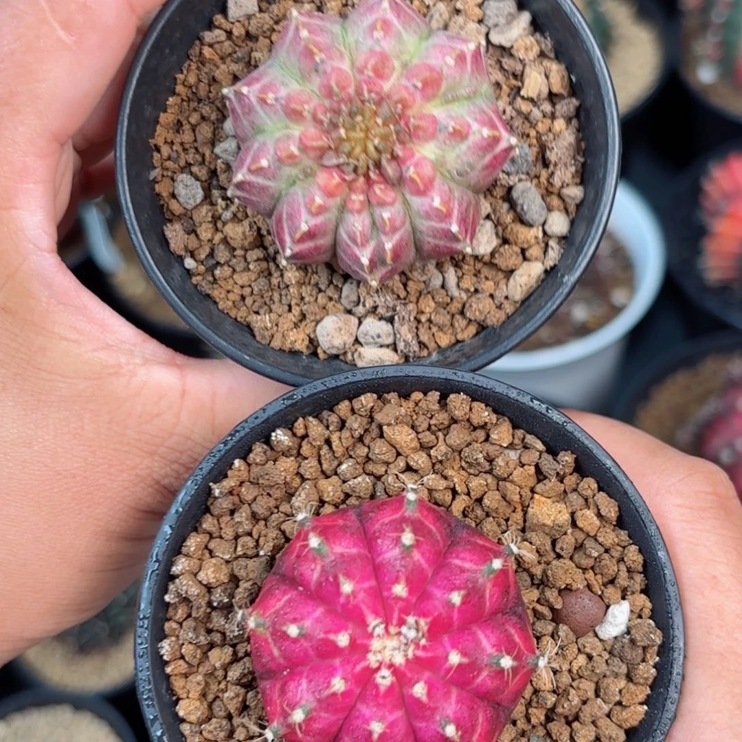 泰 泰米哈实生轮回组合90号