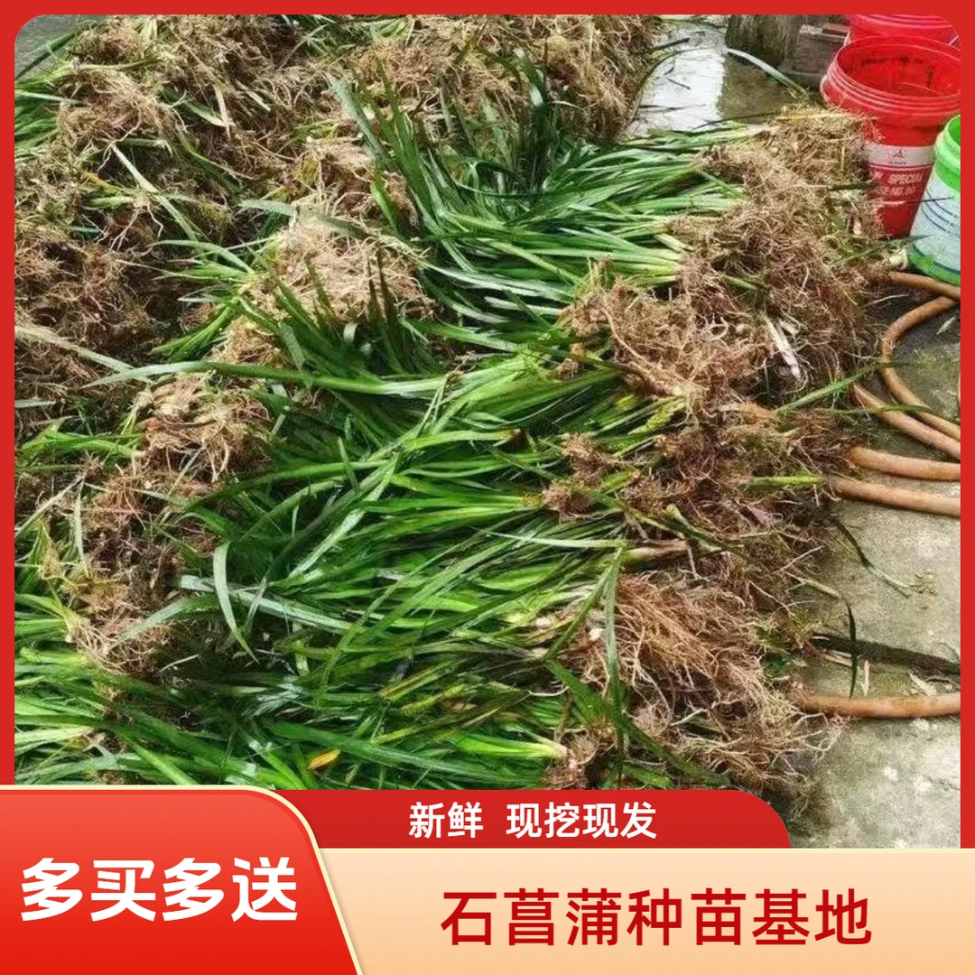 红心宽叶石菖蒲苗野生种植带泥带根新鲜现挖现发石菖蒲盆栽药材
