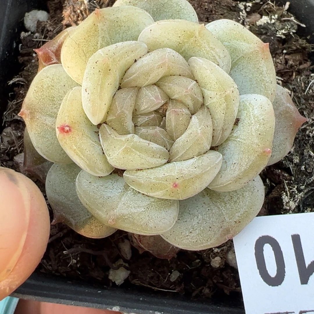 小卡拉米糖心一物一拍23-10