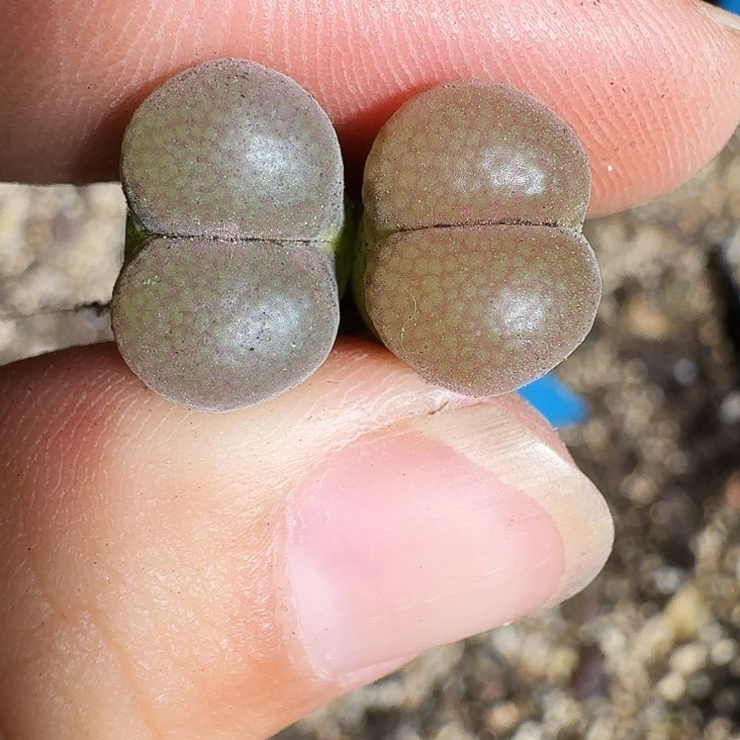 无花朵多肉植物58