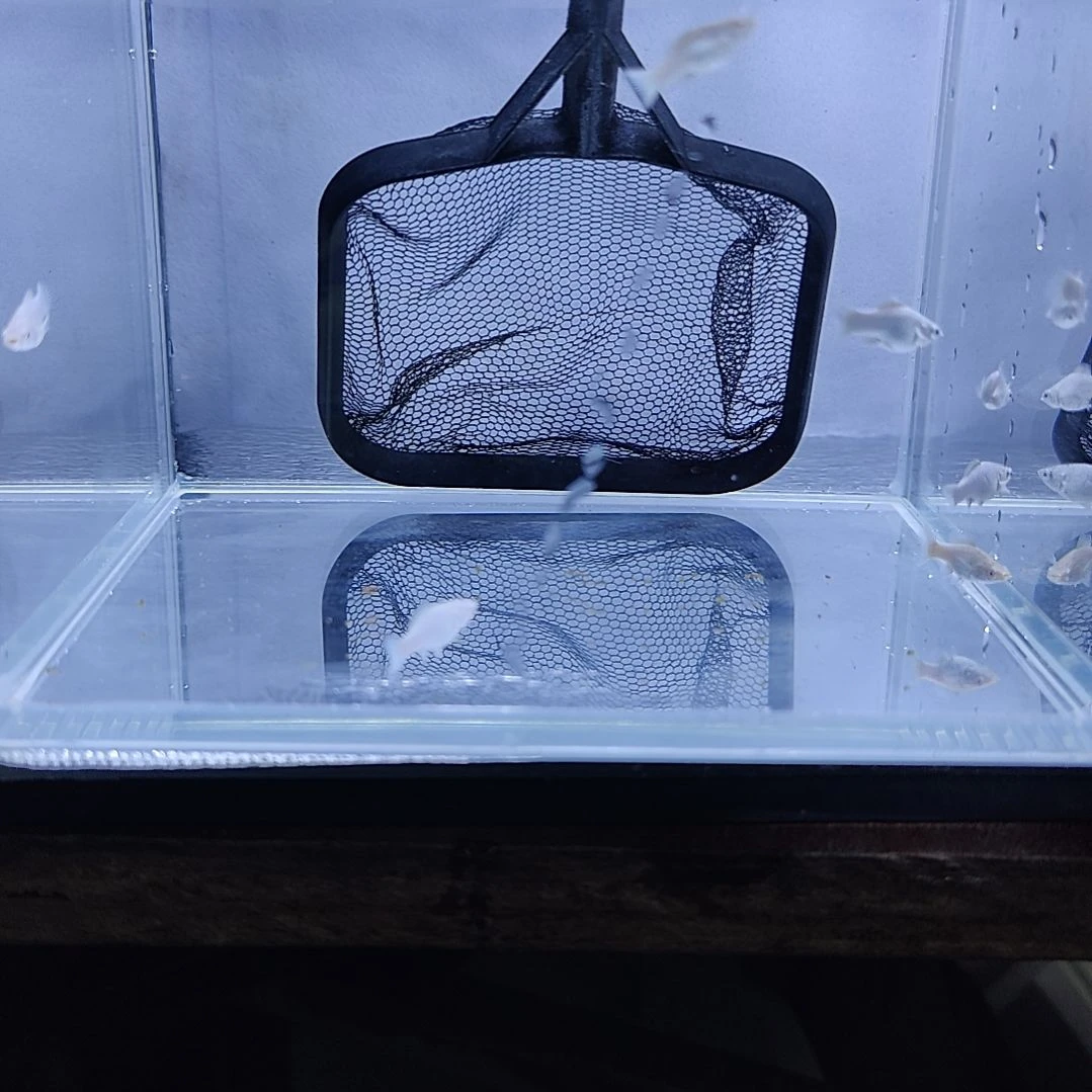 孔雀鱼玛丽钻眼玛丽，血钻玛丽