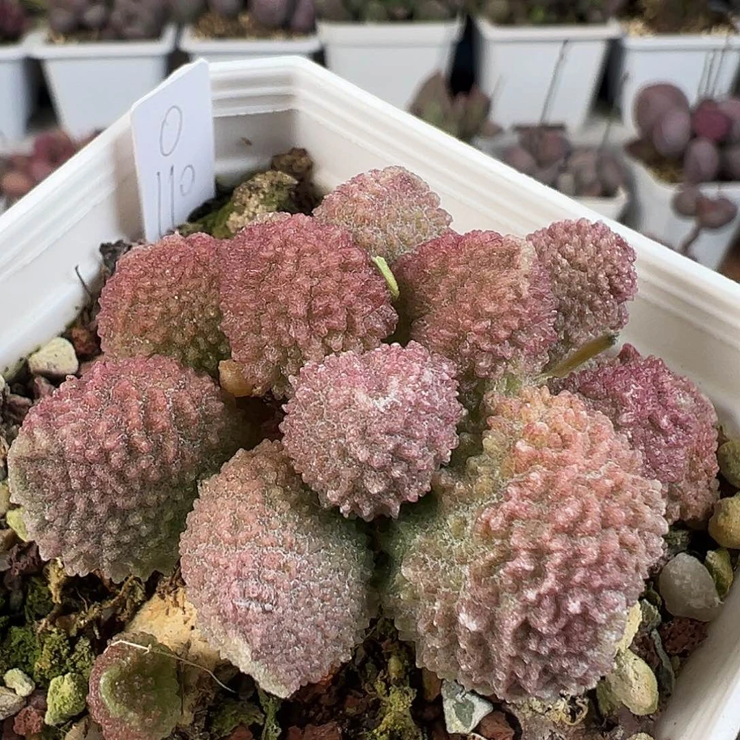 粉色系纯木质老桩实生新品