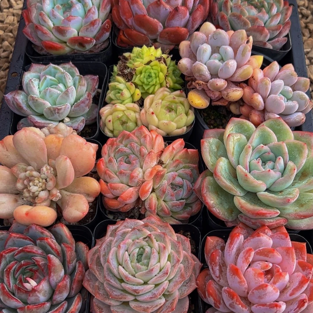 620多肉葡萄的味道是真的很