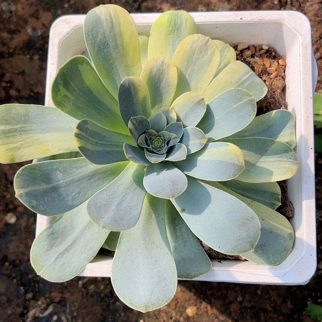 包*抠玫瑰花脸锦，多肉植物