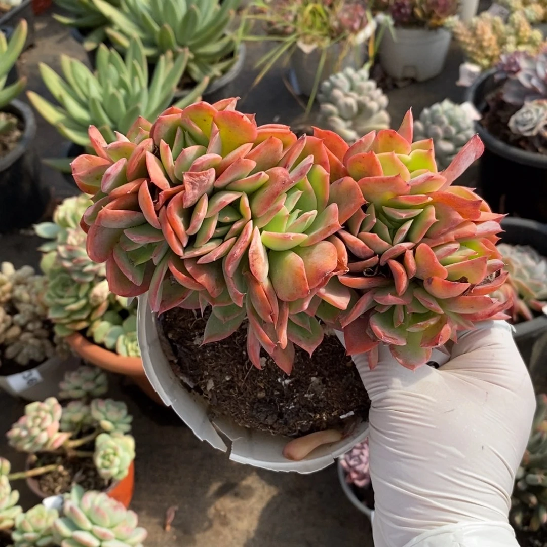 356绮罗朵朵缀一物一拍