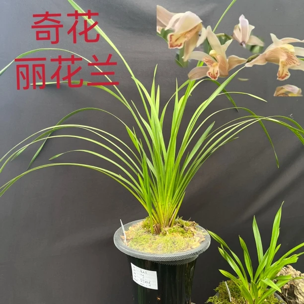A15（丽花兰）三大两小 五苗草 带花芽 兰花 农家自养