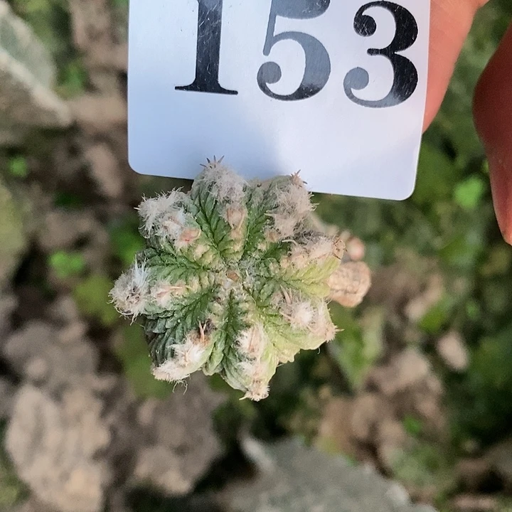 三角一代老花笼精选