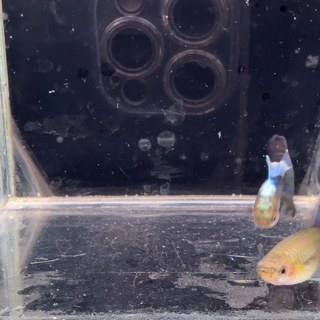 孔雀鱼蓝礼服缎带1对