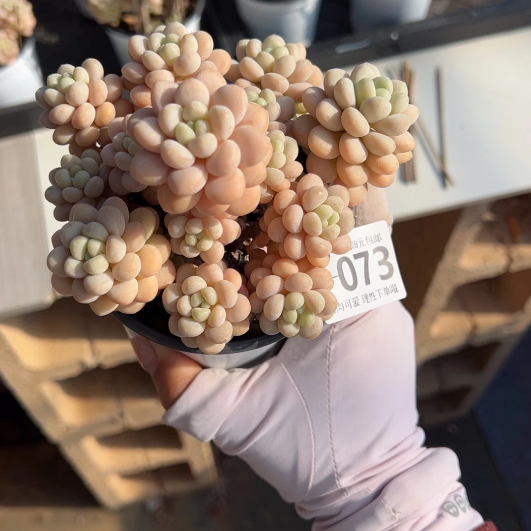 洛可可多肉多肉多肉多肉