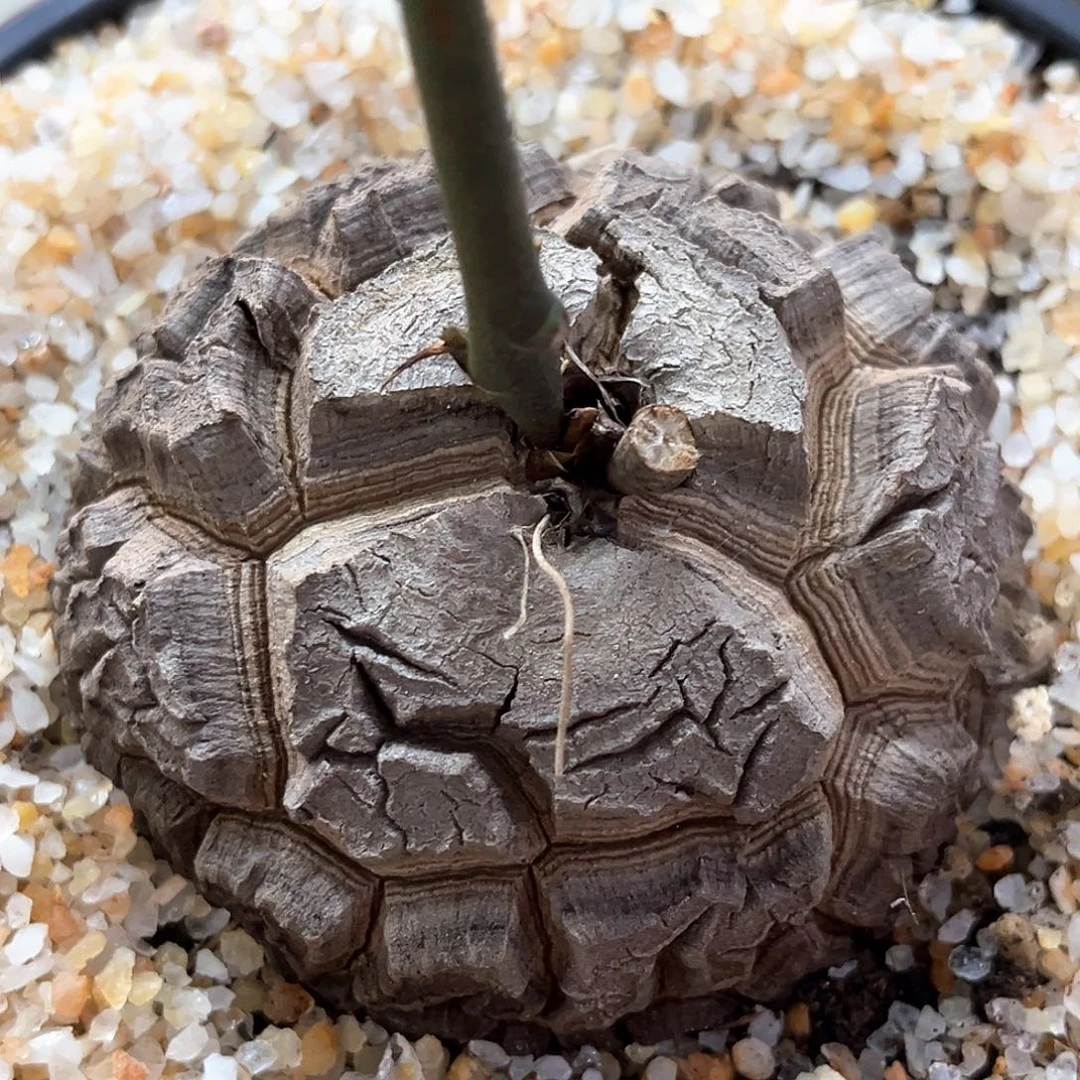 潮流植物 龟甲龙 大深裂