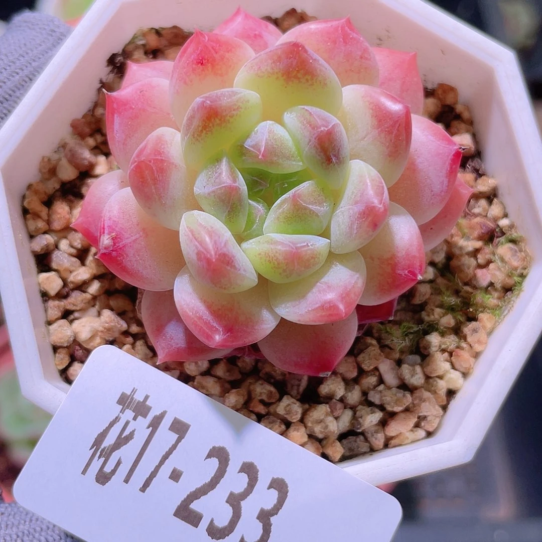 花利美17-233秘境冰魄