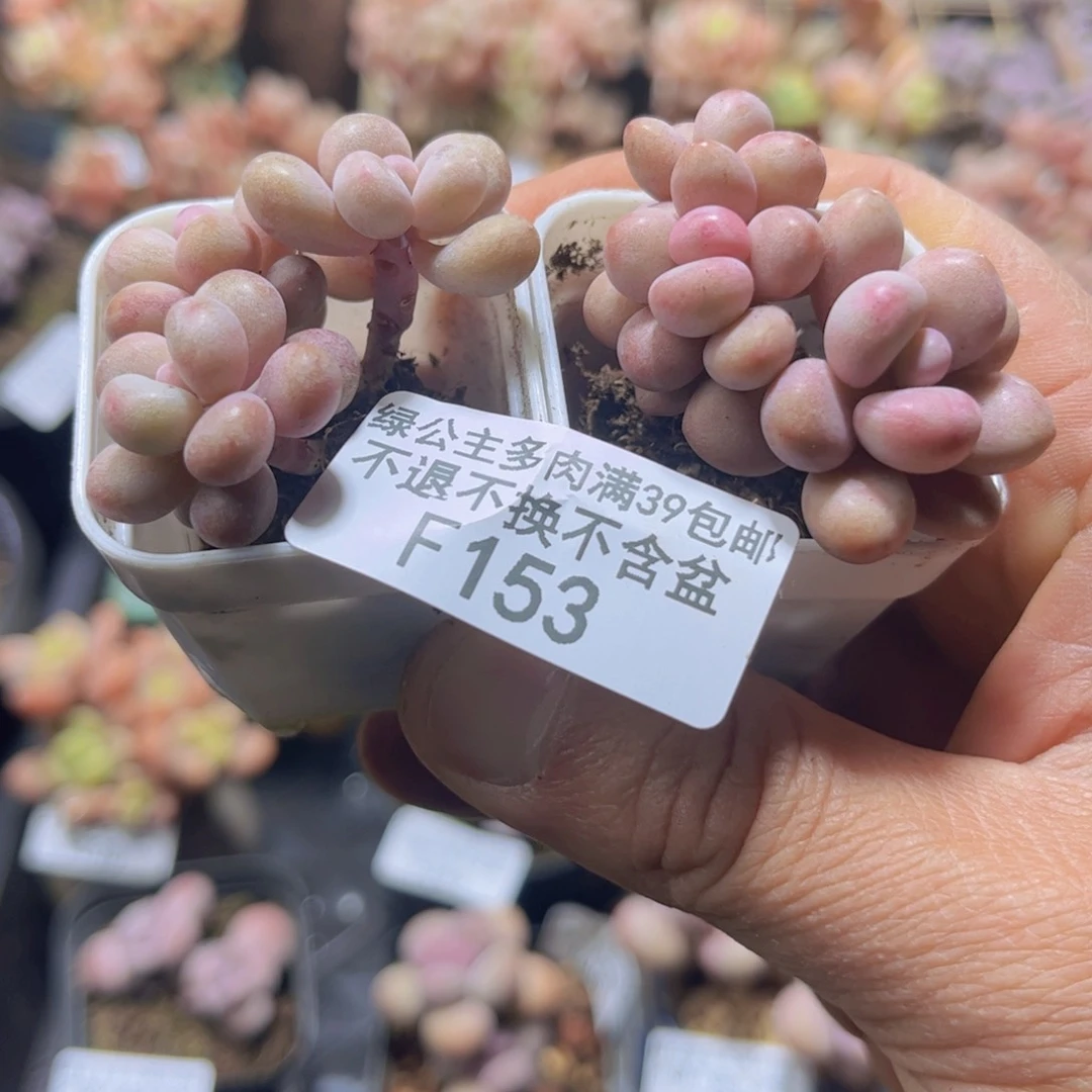 153迷你桃蛋2颗多肉
