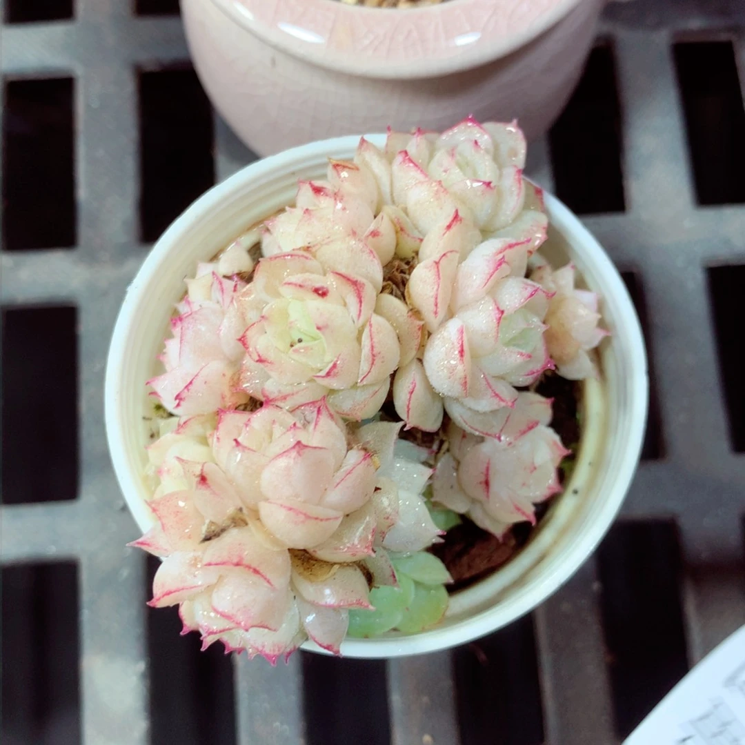 5厘米盆精控多肉4299