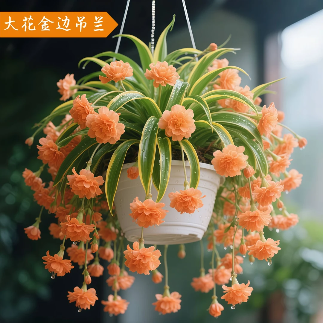 【四季常青】浓香型金边大花吊兰盆栽室内外耐寒热好养易活花卉绿植