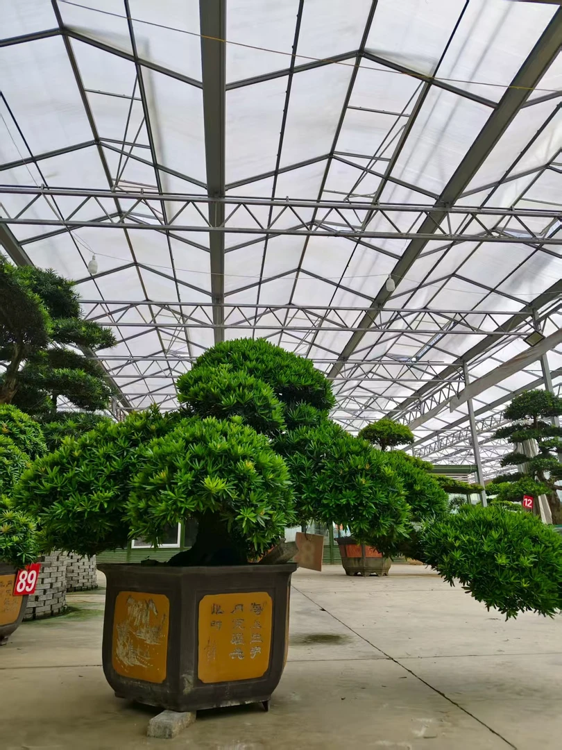 罗汉松地景小叶罗汉松迎客松雀舌红豆杉罗汉松盆景适合别墅的绿植