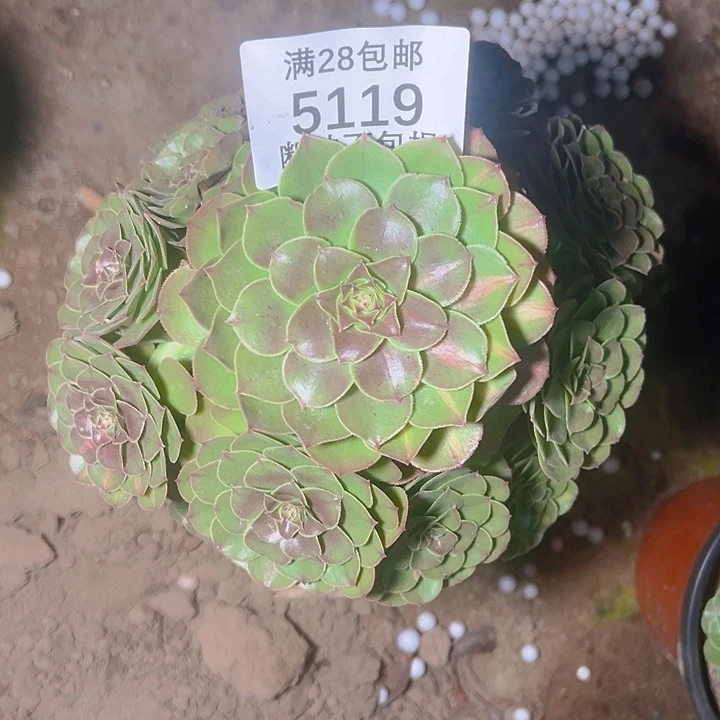 5119抹茶多肉植物