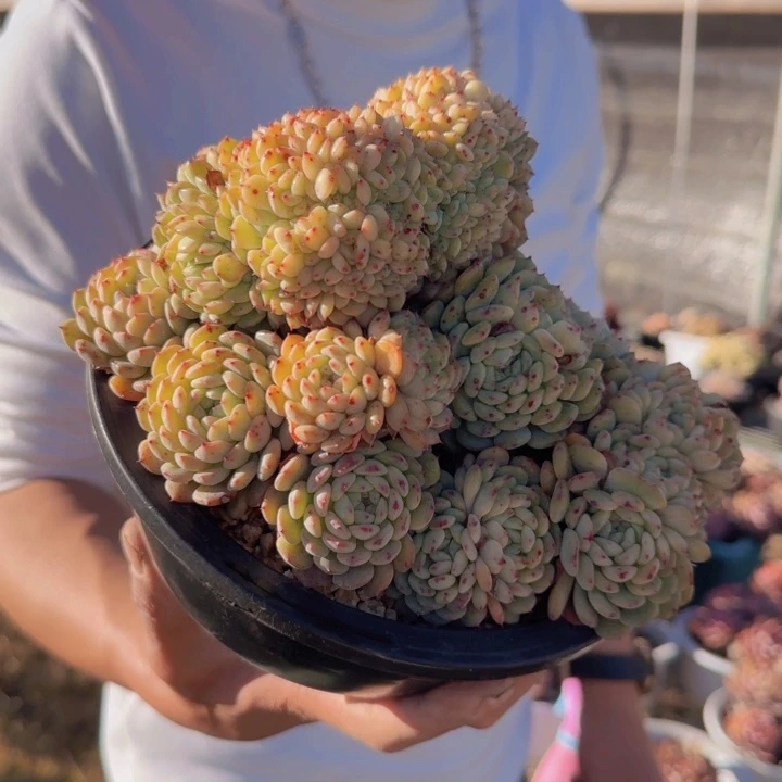 ?****）一物一拍大白胖子缀