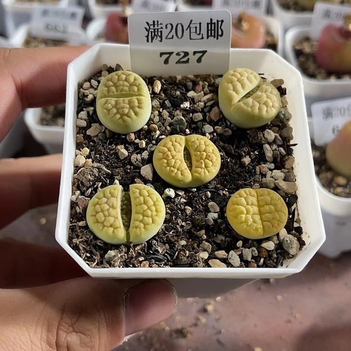 无花朵727、黄绿富贵