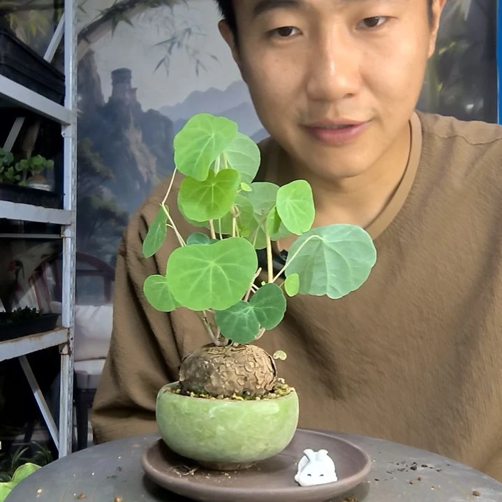 用****6中青园艺一物一拍193