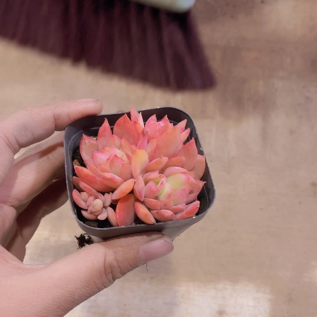 z*e多肉绮罗多肉植物