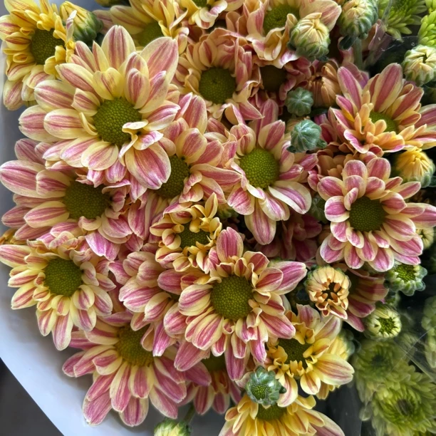 奶油黄斑纹 小雏菊9支+1支损耗