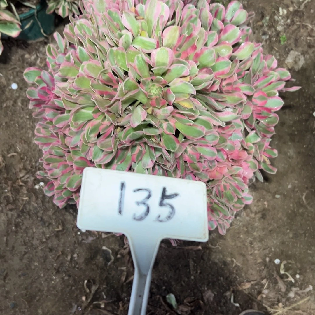 多肉植物妖月法师135