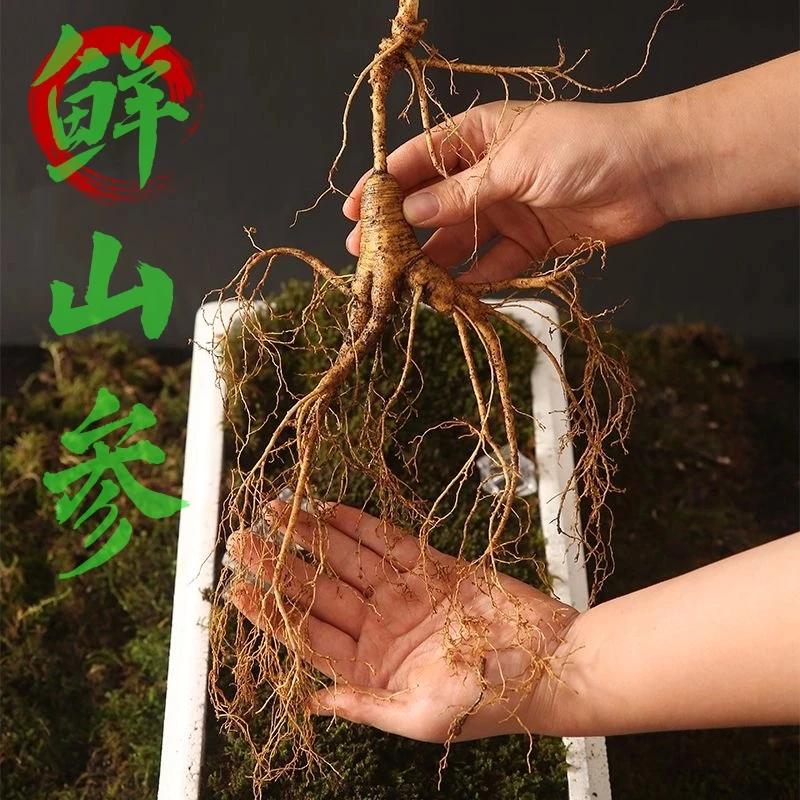 【一物一拍】林下山参新鲜采挖产地直发