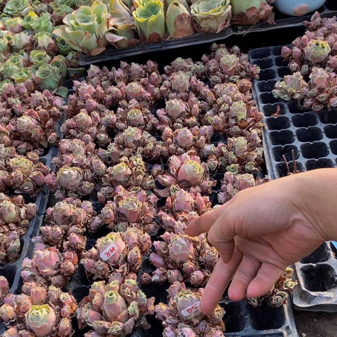 H****山地玫瑰多肉植物花卉85璎珞