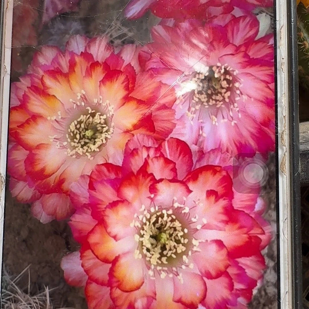 世界小姐丽花3公分侧芽