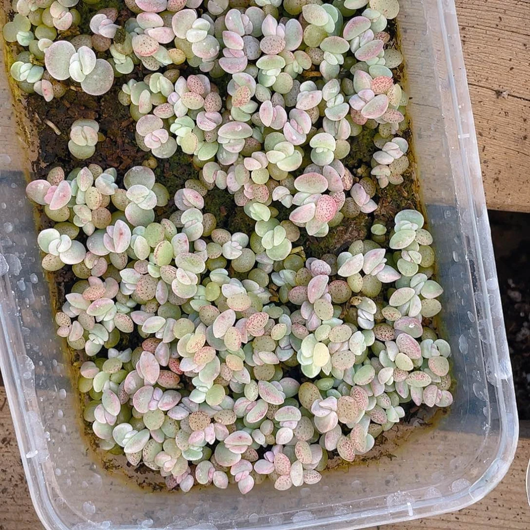 布***辣多肉植物多肉植物291