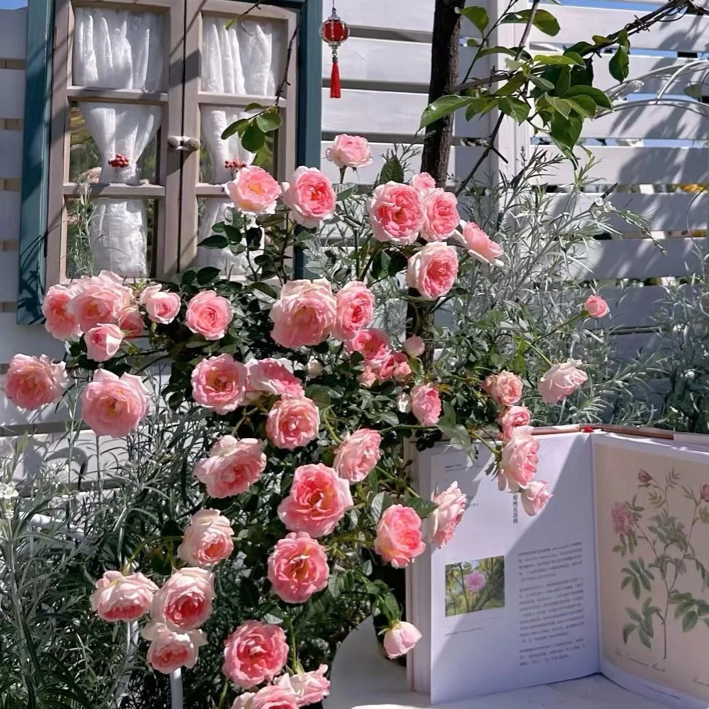 白桃妖精月季盆栽绿植花卉花苗丰花多头颜色爬藤仙气