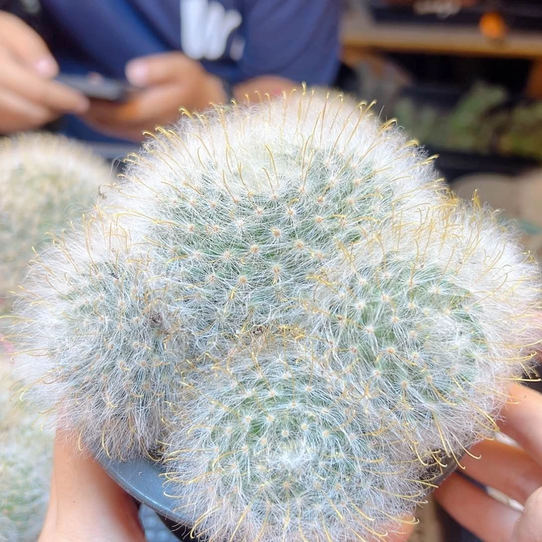 实生丽光殿4头11公分脱土