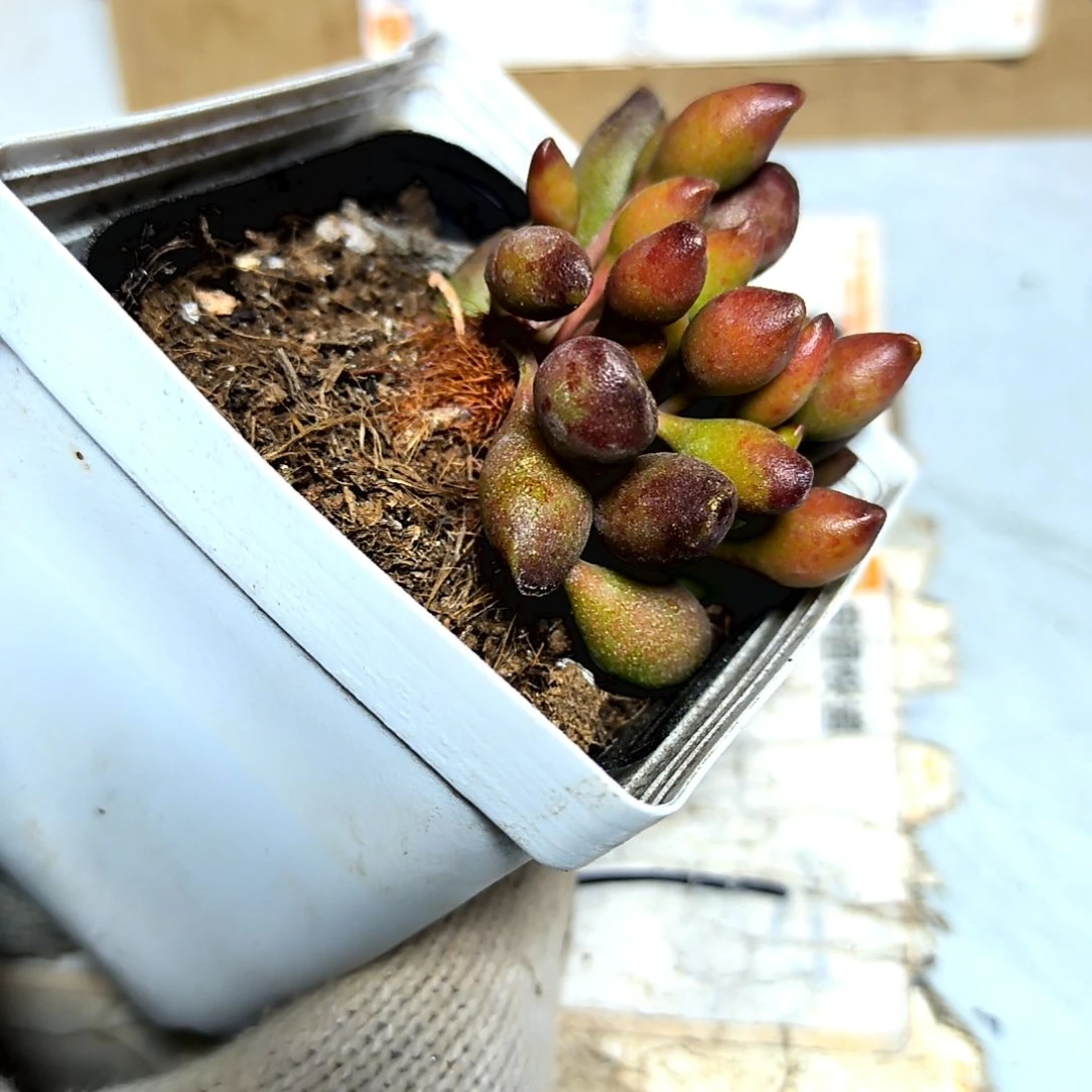 满9元包邮，鼓槌老苗