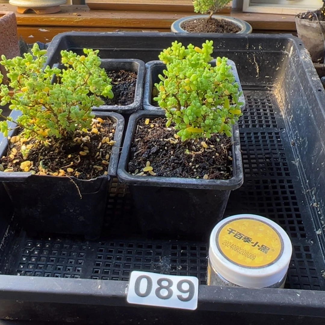 枝干番杏多肉植物089乐